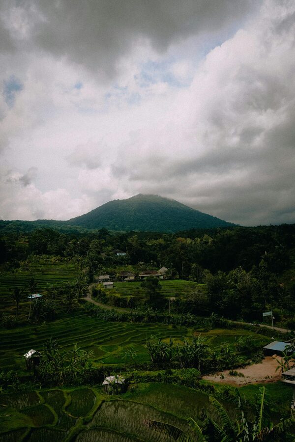 Lush green rice terraces in the Kintamani region of Bali near Mount Batur