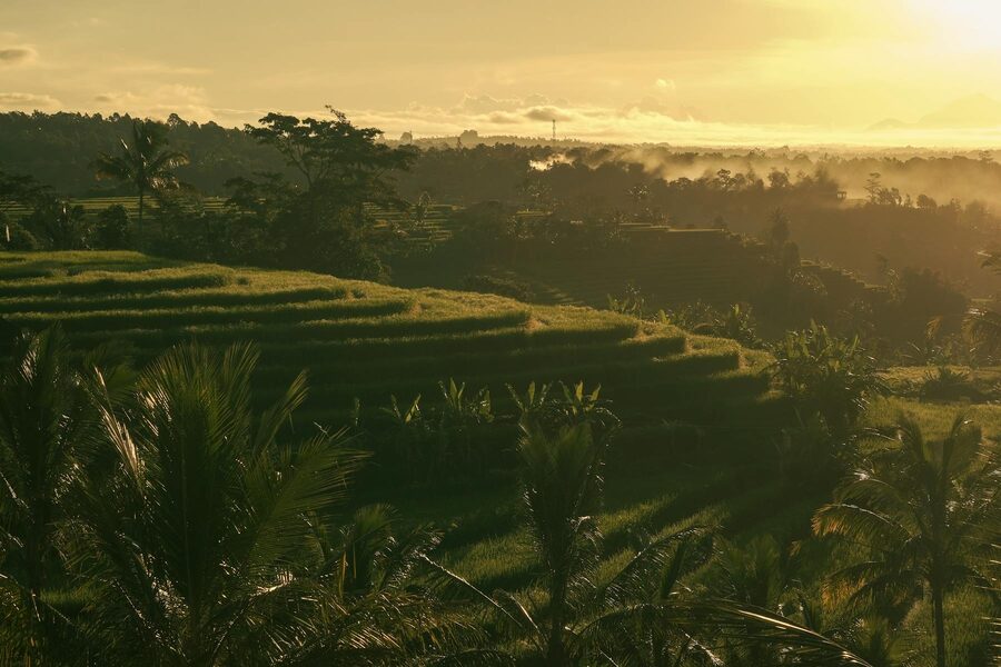 Bali rice terraces at golden sunrise
