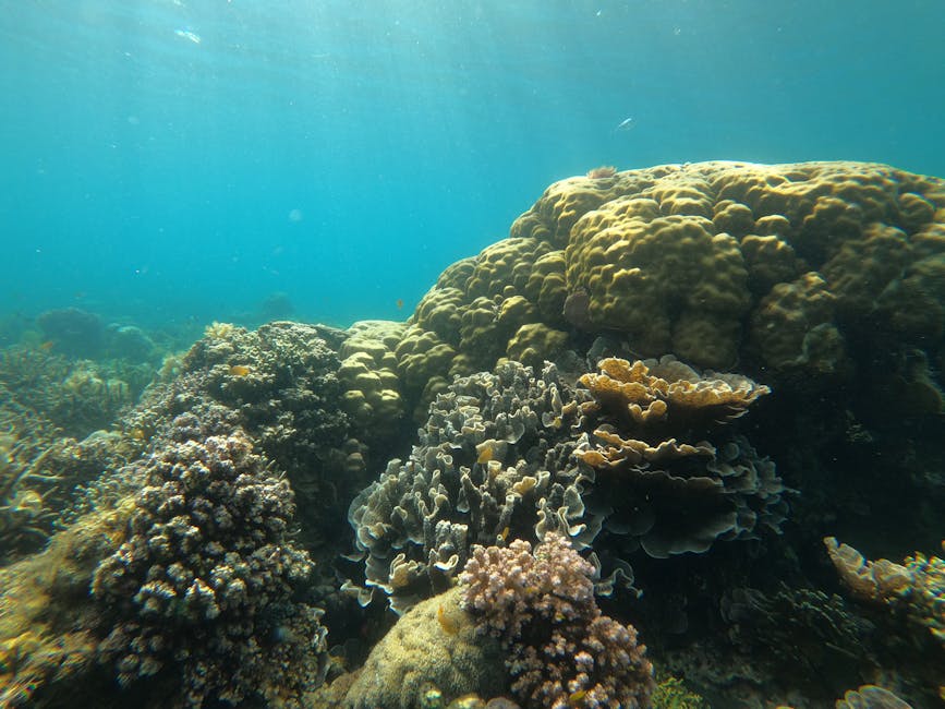 Sea turtle swimming underwater Bali
