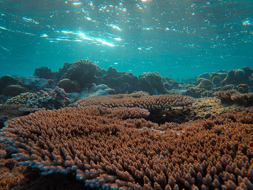 Snorkeller over coral reef in Bali tropical water