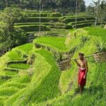 Bali Swing, Monkey Forest & Ubud Waterfalls Tour - Practical Details and What to Expect