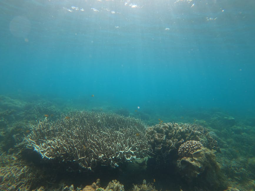 Colourful tropical fish on coral reef Bali