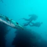 Bali: Tulamben Scuba Diving at USS Liberty Shipwreck - What Makes This Tour Stand Out