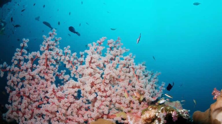 BALI: USAT SHIPWRECK DIVE WITH HOTEL TRANSFERS & LUNCH - What Makes the Tulamben Wreck Special?