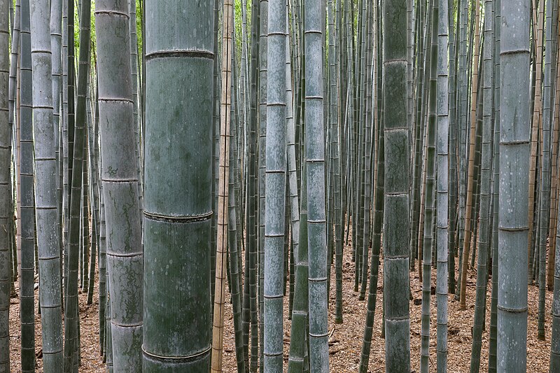 Bamboo Forest Arashiyama Kyoto Japan