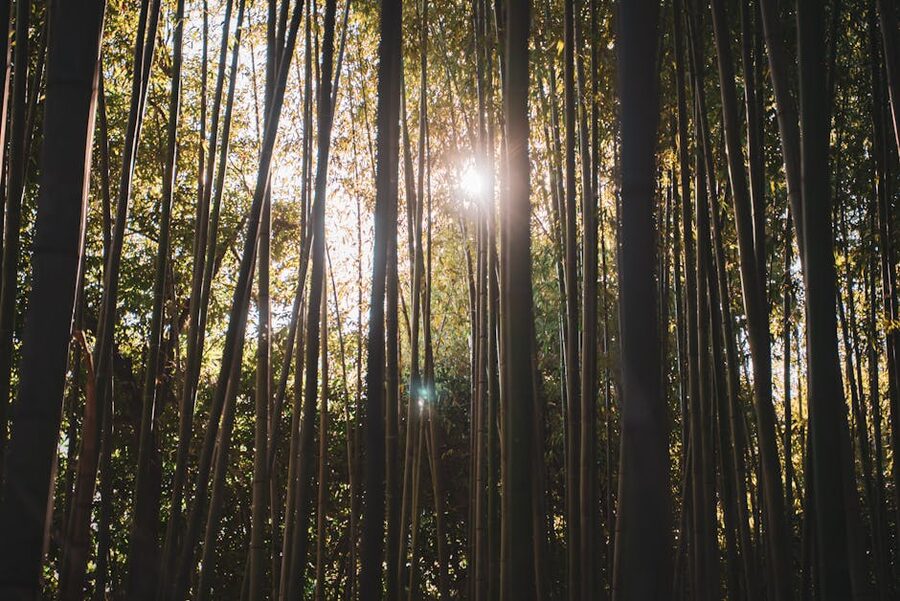 Bamboo forest Kyoto with sunbeams