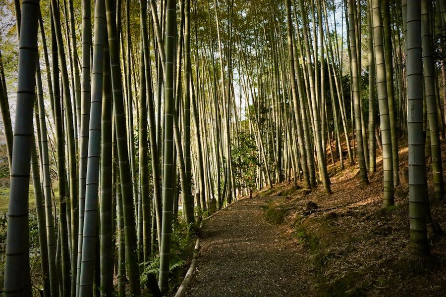 Bamboo forest pathway Kyoto serene