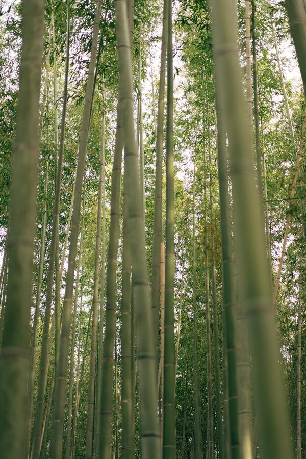 Dense bamboo forest with tall green stalks reaching skyward