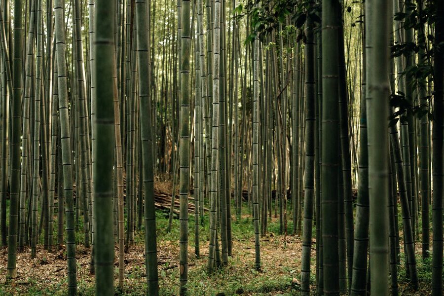 Lush bamboo forest pathway creating serene natural tunnel