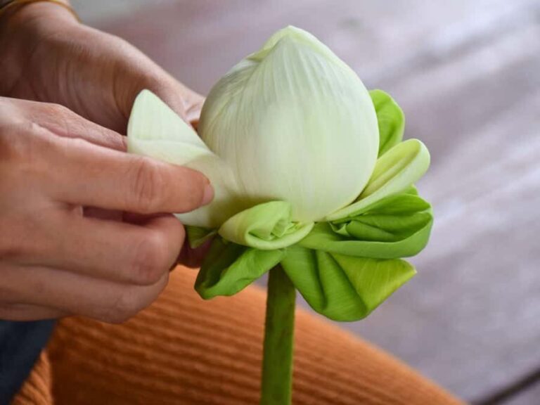 Bangkok: Lotus Fields, Orchid Farm, and Flower Market Tour - Overall Value & Experience