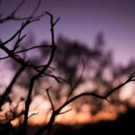 Banyuwangi: Beautiful of Ijen Crater with Local Guide - Who Will Love This Tour?