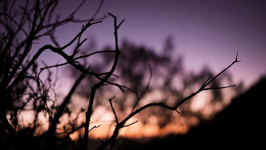 Banyuwangi: Beautiful of Ijen Crater with Local Guide - Who Will Love This Tour?