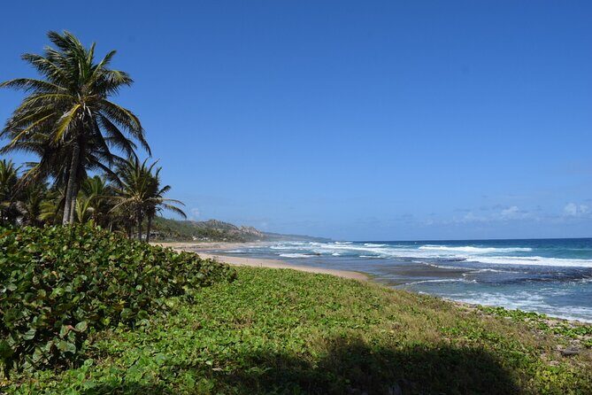 Barbados Paradise Tour with Hotel Transfers - Why This Tour Offers Great Value