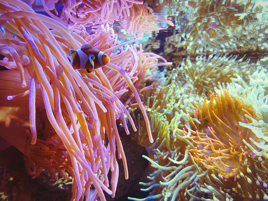 Clownfish swimming in tropical anemone