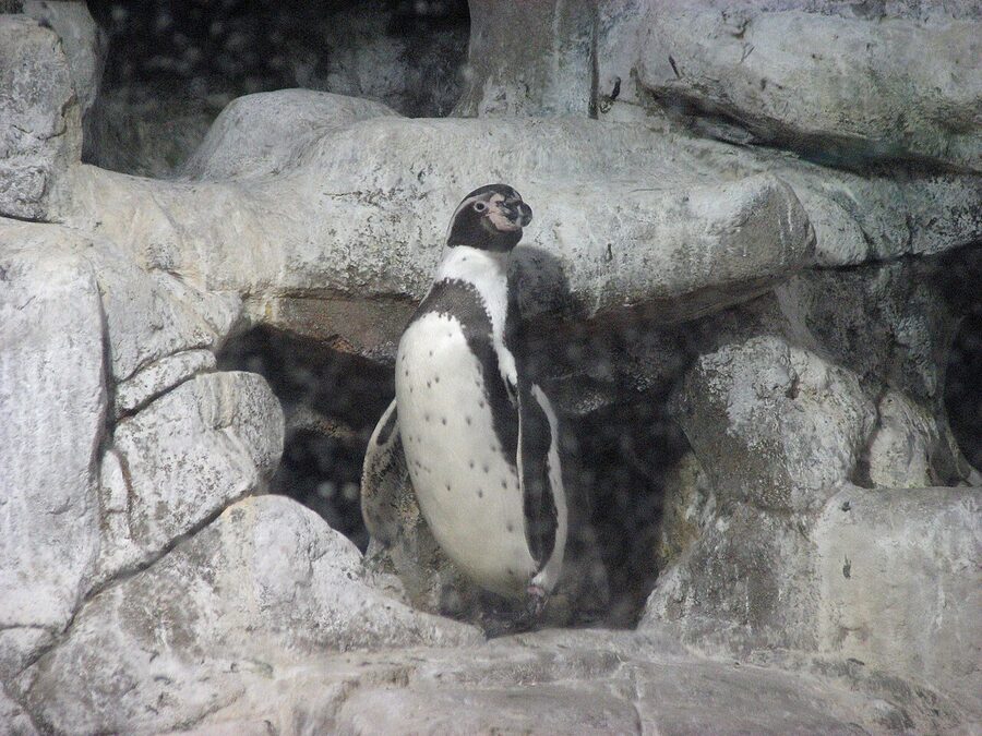 Humboldt penguin at Barcelona Aquarium Planeta Aqua