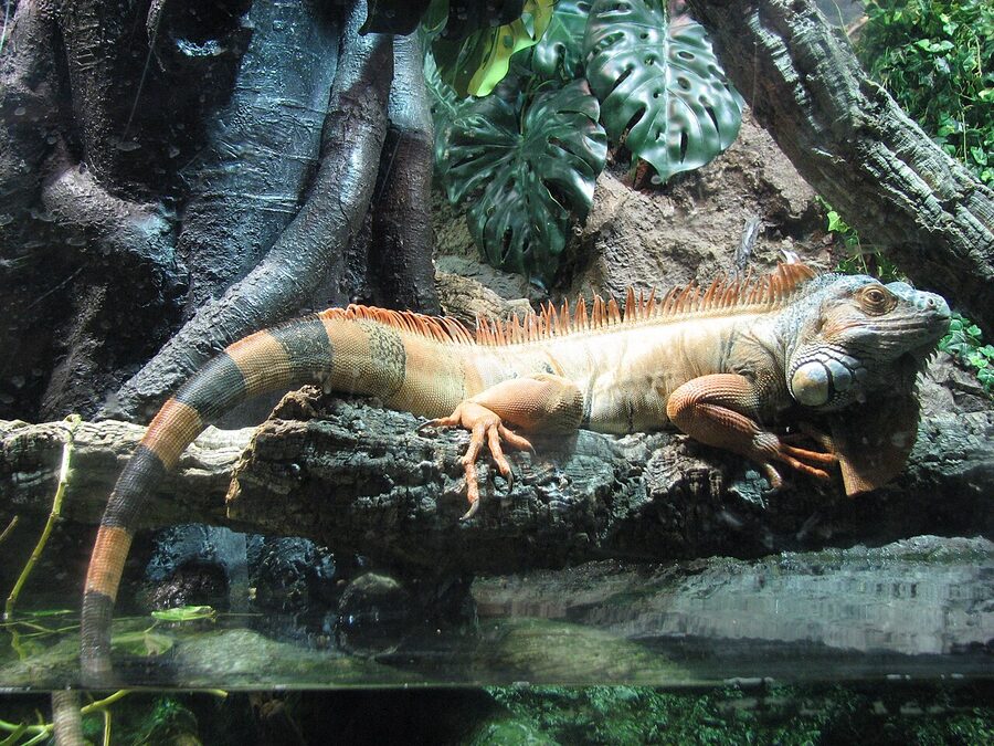 Iguana in the tropical zone at Barcelona Aquarium