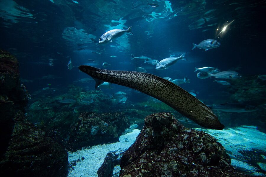 Interior tank display at Barcelona Aquarium
