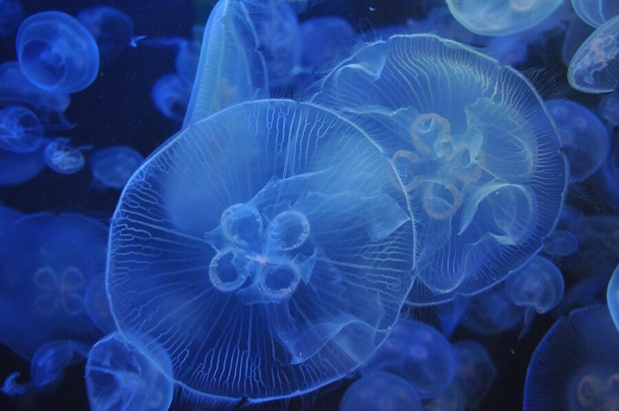 Jellyfish in an aquarium display tank