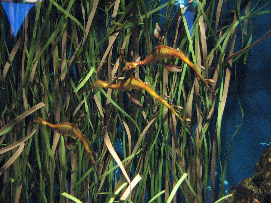 Leafy seadragon at Barcelona Aquarium