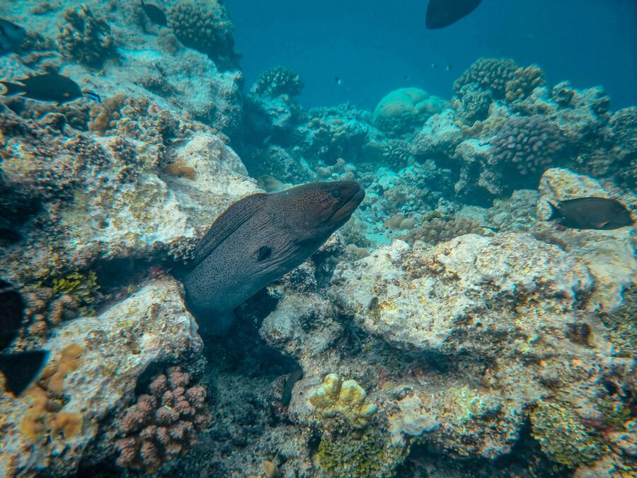 Moray eel hiding in a rock crevice