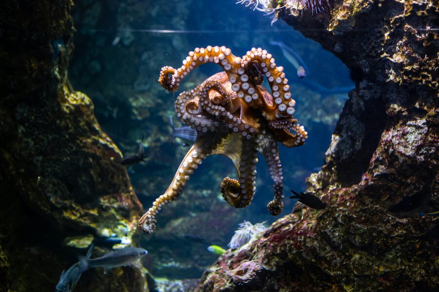 Octopus in a Barcelona Aquarium tank