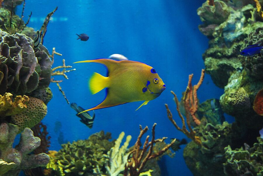 Queen angelfish in tropical tank at Barcelona Aquarium