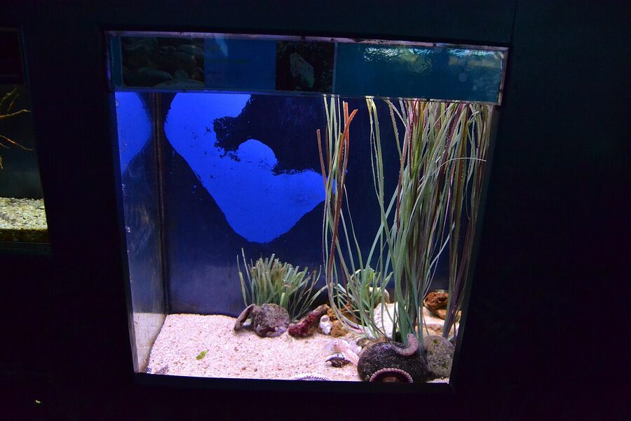 Shark in Oceanarium tank at Barcelona Aquarium