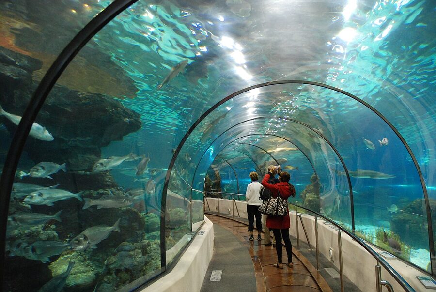 Visitor in the 80-metre shark tunnel at Barcelona Aquarium