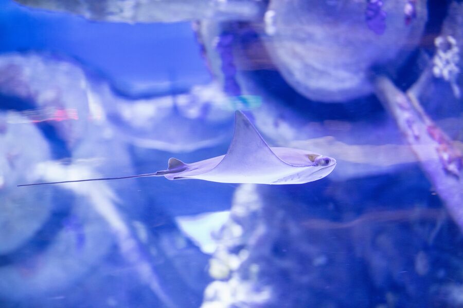 Stingray gliding through the Oceanarium tank