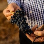 Barossa Valley Wine Tour Tastings and Lunch Included - Transportation and Group Size