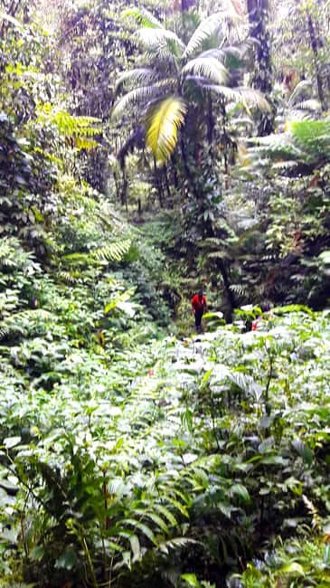 Basseterre Rainforest Hike - The Practical Side: Transportation, Group Size, and Cost