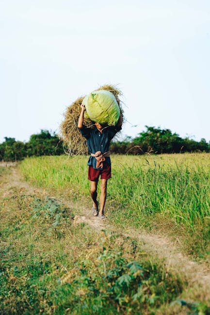 Battambang countryside view of fields palms and rural Cambodia landscape