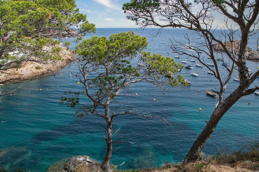 Pine trees over a Begur cove on Costa Brava with crystal clear water