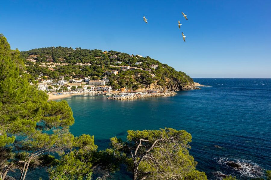 Aerial view of Llafranc beach and pine-covered hills, Costa Brava