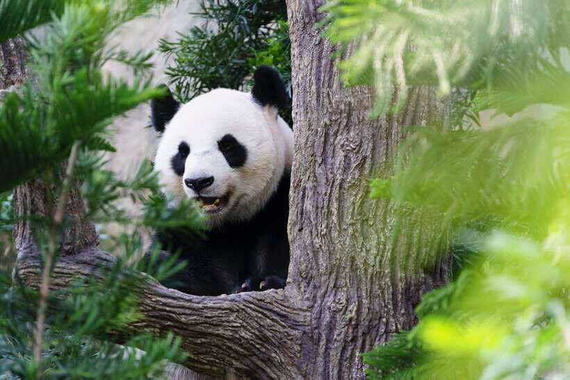 Beijing: Panda House Ticket (Zoo) October-limited Discount - Who Would Benefit Most?