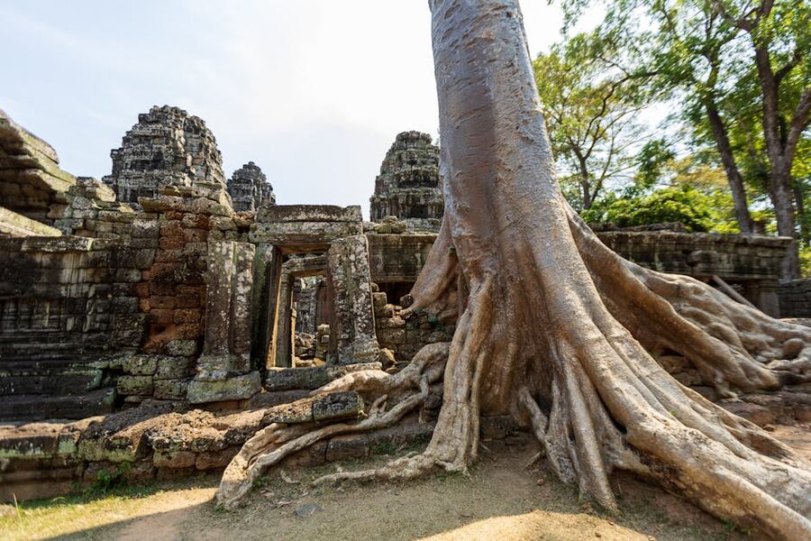 Tree roots growing over Cambodian temple ruins at Beng Mealea