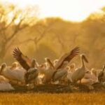 Bharatpur Bird Sanctuary Tour with Pickup and Drop - Why This Tour Offers Good Value