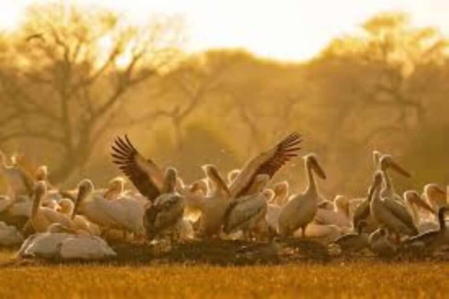 Bharatpur Bird Sanctuary Tour with Pickup and Drop - Why This Tour Offers Good Value