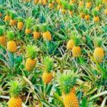 Biking Tour in The Pineapple Villages - The Value of the Experience