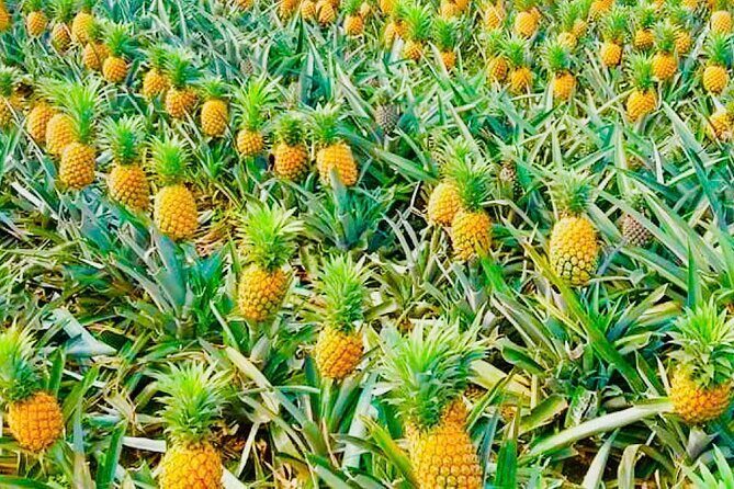 Biking Tour in The Pineapple Villages - The Value of the Experience
