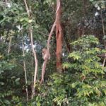 Bintan : Mangrove or Fireflies Tour - What the Tour Entails