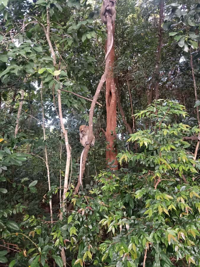 Bintan : Mangrove or Fireflies Tour - What the Tour Entails