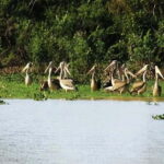 Bird Watching at Tonle Sap Forest and Lotus Farm Siem Reap - Who Should Consider This Experience