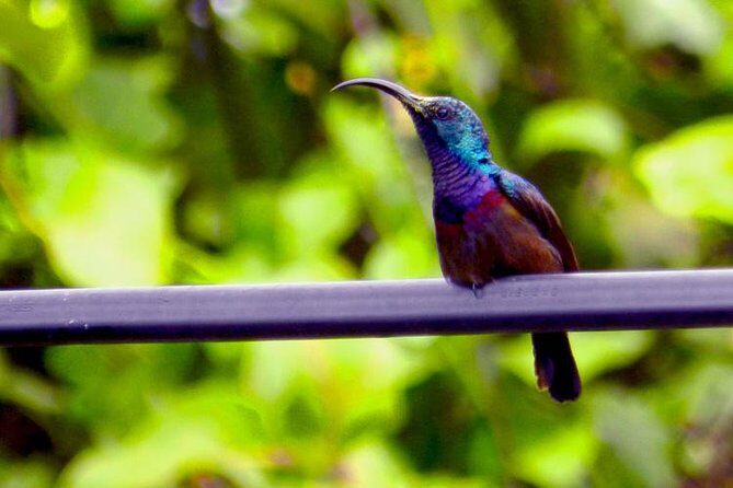 Bird watching in Colombo Wetlands- Guided Bird Walks - Why This Tour Is a Winner