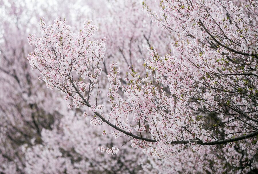 Cherry blossoms in a Korean temple park during spring