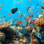 Blue lagoon Private Snorkeling Adventure Bali - What’s Included and What to Keep in Mind