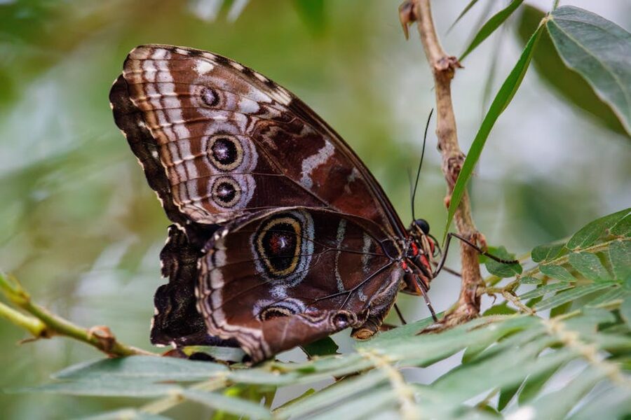 Blue Morpho butterfly close-up