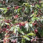 Blue Mountain Tour with Hotel Transportation - Who Will Love This Tour?