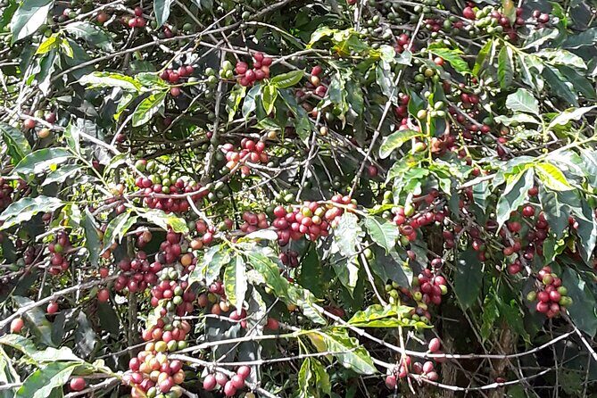 Blue Mountain Tour with Hotel Transportation - Who Will Love This Tour?