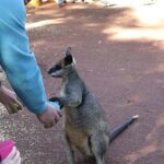 Blue Mountains: Private Tour with Wildlife and River Cruise - What You Can Expect from the Tour